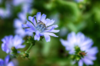 Chicory in Bloom
